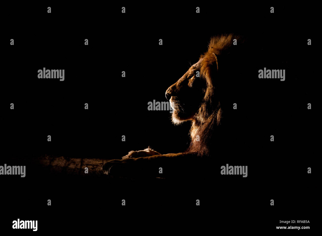 Il profilo laterale di un maschio di leone sdraiato, Panthera leo, di notte, illuminato dai riflettori, guardando lontano Foto Stock