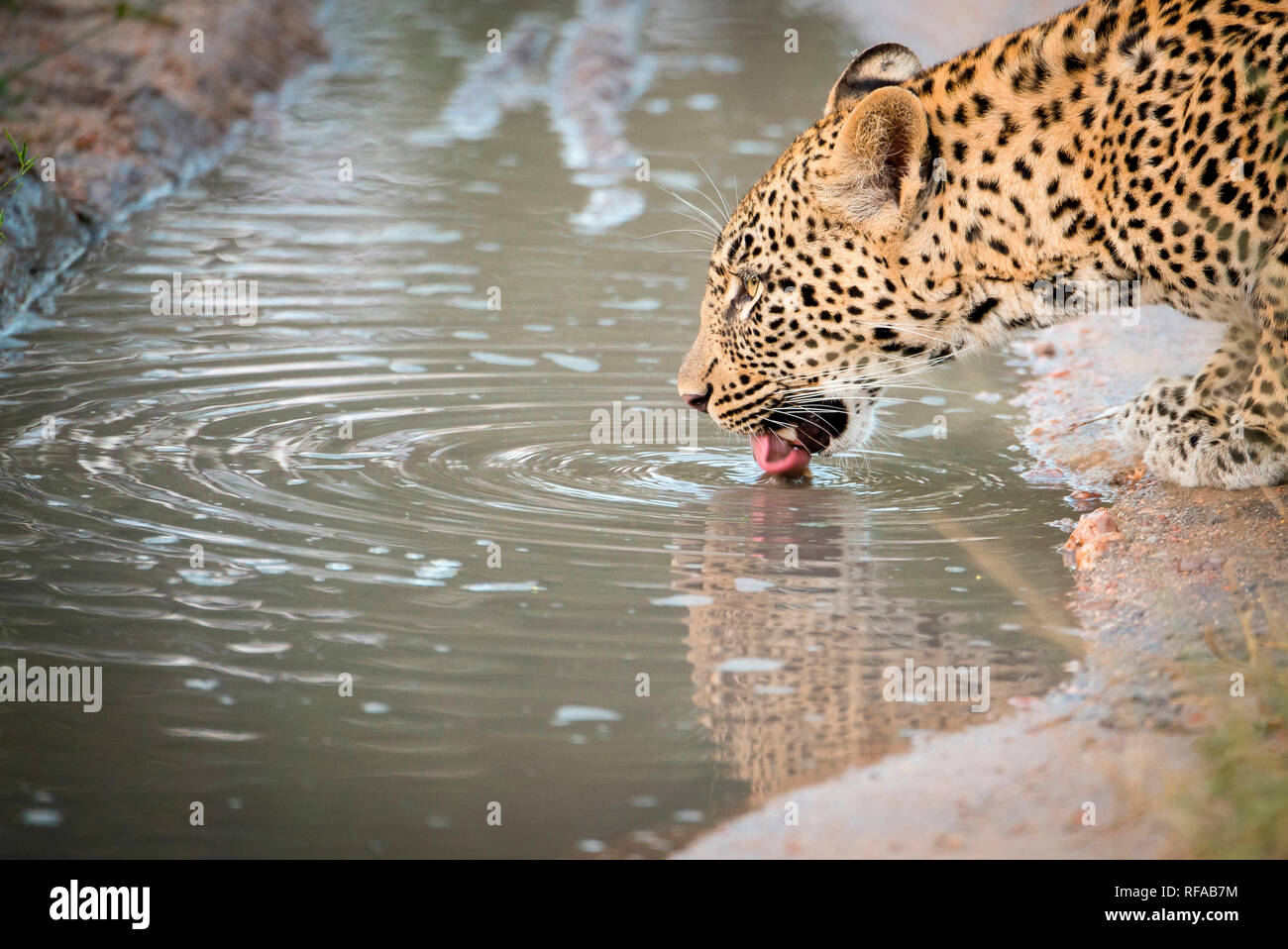 Un lato del profilo di colpo alla testa di una femmina di leopard, Panthera pardus, la lappatura fino acqua con la propria lingua da una pozzanghera, increspature nell'acqua. Foto Stock