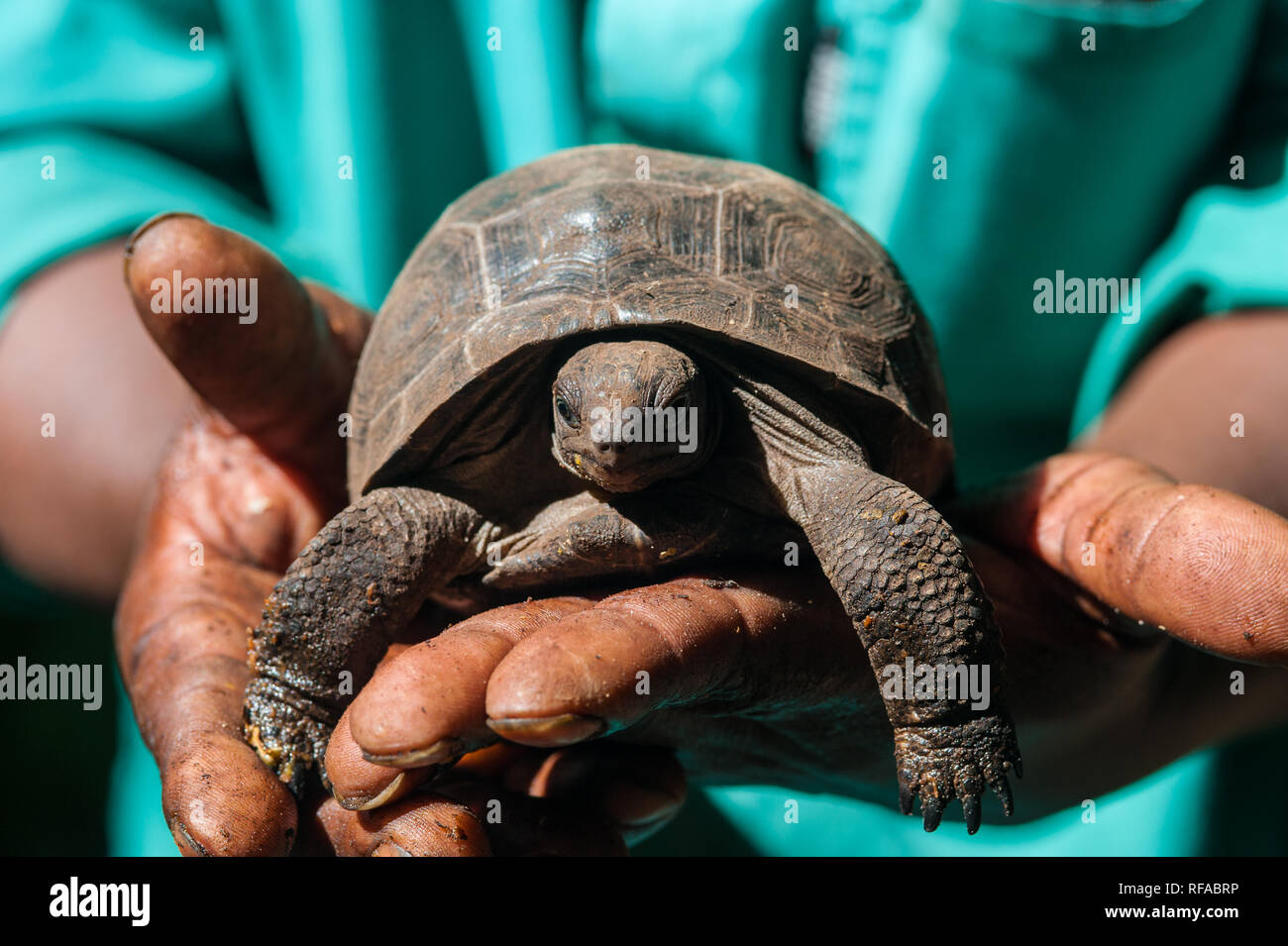 Bambino tartaruga Aldabra (Aldabrachelys gigantea) presso il locale vivaio tartaruga, fregate isola privata, Seychelles, Oceano indiano, Africa Foto Stock