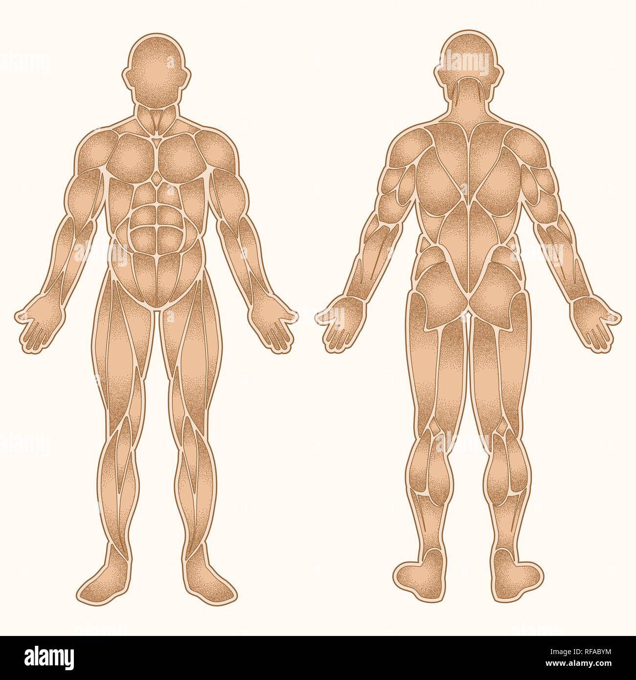 Il corpo umano silhouette con tutti ombra muscoli punteggiata isolato su bianco Illustrazione Vettoriale