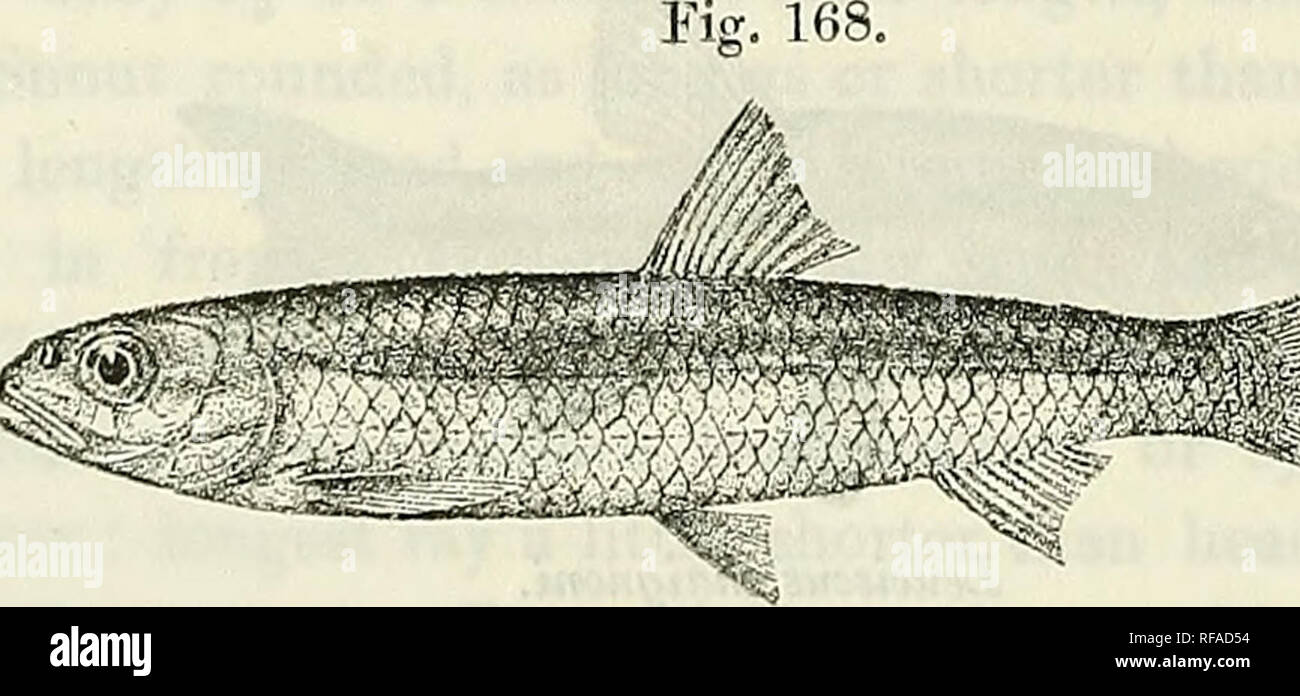 . Catalogo di acqua fresca di pesci in Africa nel British Museum di storia naturale). British Museum (storia naturale); PESCI; animali d'acqua dolce. 190 CYPBINID.E. Algeria orientale e nord - occidentale della Tunisia. - Tipi di Parigi Museo. 1-3. Tipi. Mer Bezirk, N.W. La Tunisia. Vicomte H. de Chaignon (C); il museo di Parigi (E.). 4-6. Annuncio. &Amp; hgr. Mer el Mahdi, N.W. La Tunisia. 7. Annuncio. Ain Oumash, vicino a Biskra. Signore Walsingham (P.). 7. LEPTOCYPRIS. Bouleng. Ann. Mus. Congo, Zool. i. p. 133 (1900), e Poiss. Bass. Congo, p. 230 (1901). Il corpo allungato, debolmente compressa, con ventre arrotondato, coperto con rath Foto Stock