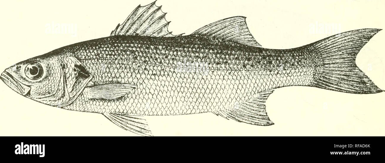 . Catalogo di acqua fresca di pesci in Africa nel British Museum di storia naturale). Pesci e Animali di acqua dolce. 104 SEERANID.T^. DoJerl. Man. Ittiol. Medit. iv. p. 23 (1&lt;S89) ; Bellotti, Atti Soc. Ital. Sc. Nat. xxxiii. 3891, p. 121. Lahrax onentalis, Giintb. 1. c. Lahmx schoenleinii, Peters, lun. BERL. Ac. 1865, p. 95 e 18()G, p. 512. DicentrarcliKS orientalis, JorJ. &Amp; Eigenm. Boll. Stati Uniti Pesce. C-onini. viii. 1890, p. 425. Ho IHcentrarehits^iinctatus, Jordão, &AMP; Eigenm. t. c. p. 426. Morone jmndata, Bouleng. Cat. Pesce. i. p. 1:J1 (1895), e il pesce. Nilo, p. 449, fig. (1907). Molto Foto Stock