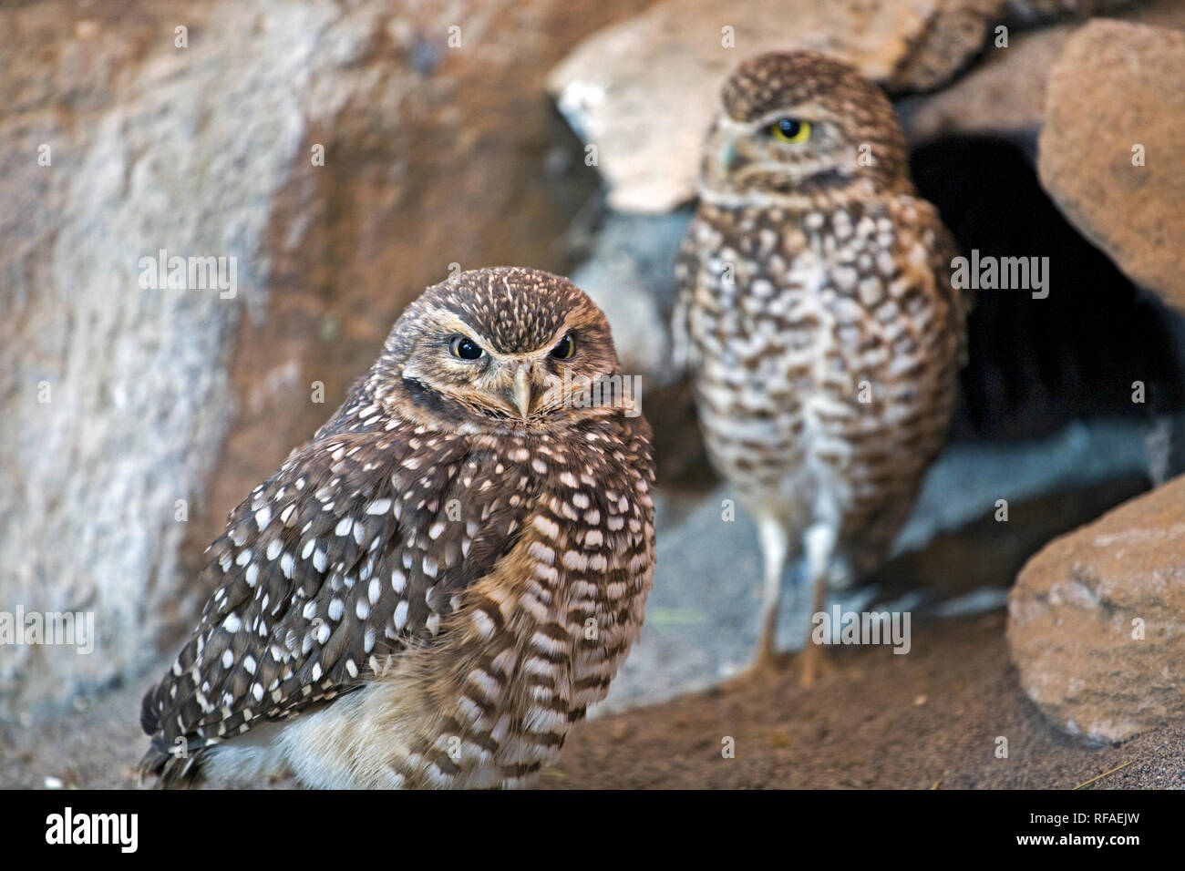 Ritratto di un scavando il gufo, Athene cunicularia, piccolo gufo curioso che vive in tane abbandonate di cani della prateria e altri terra-abitazione ma Foto Stock