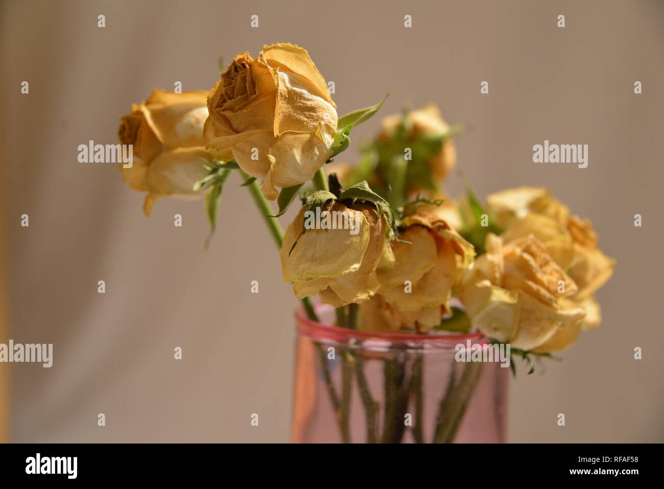 Essiccato bellissimo fiore giallo per mantenere il caffè in oro Foto Stock