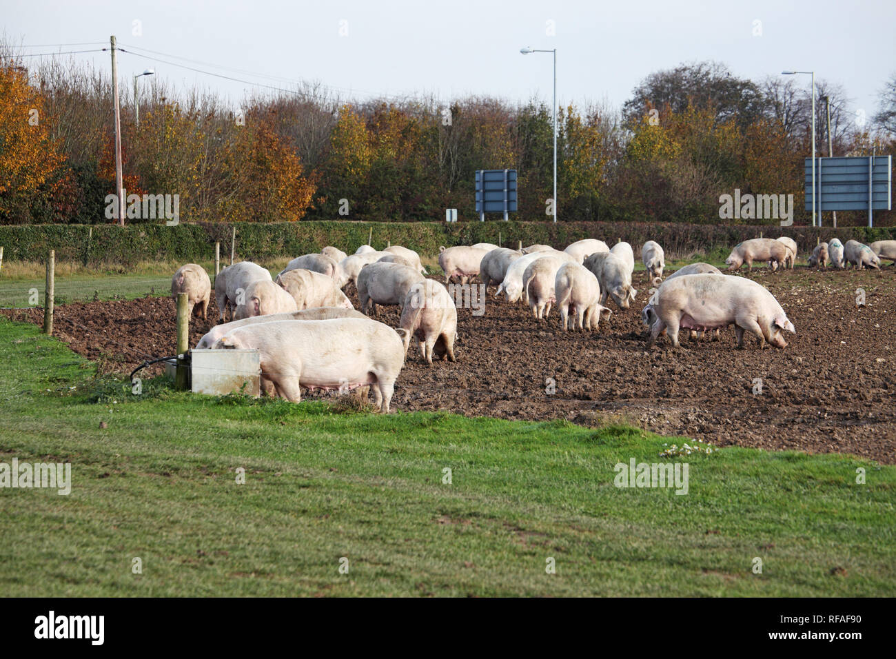 Suini su terreni agricoli vicino al Old Sarum Salisbury Wiltshire, Inghilterra REGNO UNITO Foto Stock