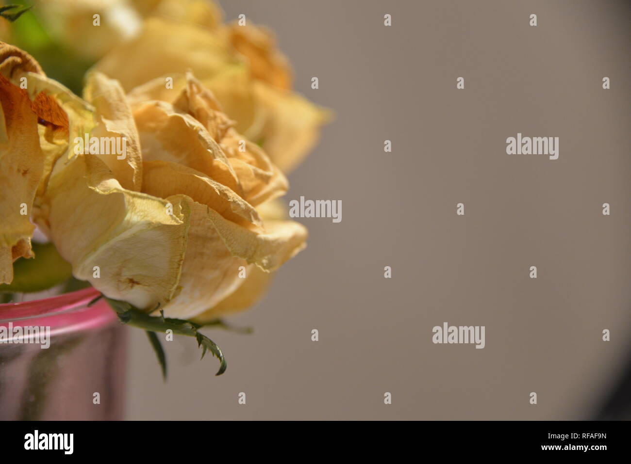 Essiccato bellissimo fiore giallo per mantenere il caffè in oro Foto Stock