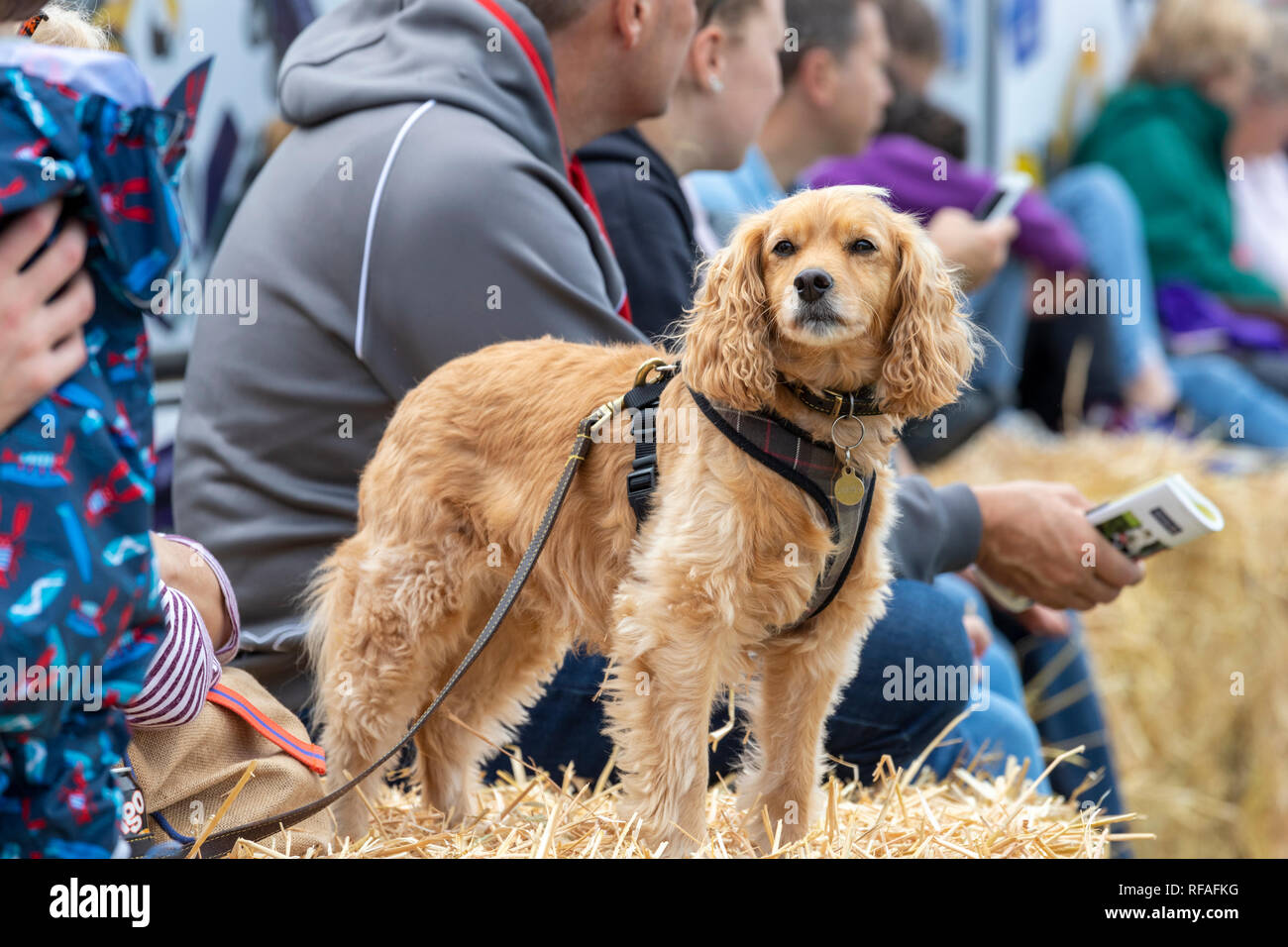 Un canino spettatore al Frampton Country Fair 2018 tenutasi a Frampton corte, Frampton on severn, GLOUCESTERSHIRE REGNO UNITO Foto Stock