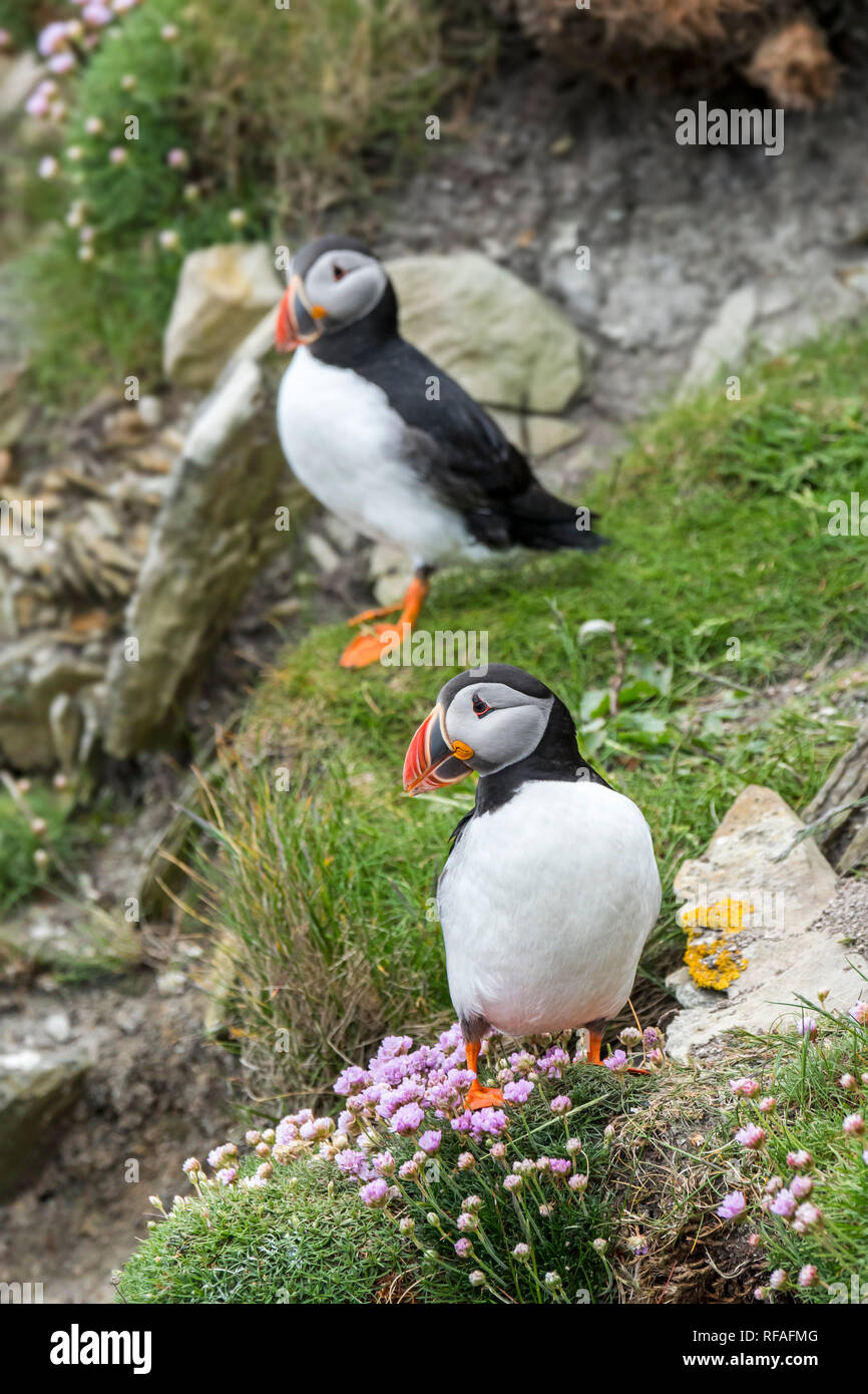 Due Atlantic pulcinelle di mare (Fratercula arctica) in allevamento piumaggio sulla scogliera in colonie di uccelli marini a Sumburgh Head, isole Shetland, Scotland, Regno Unito Foto Stock
