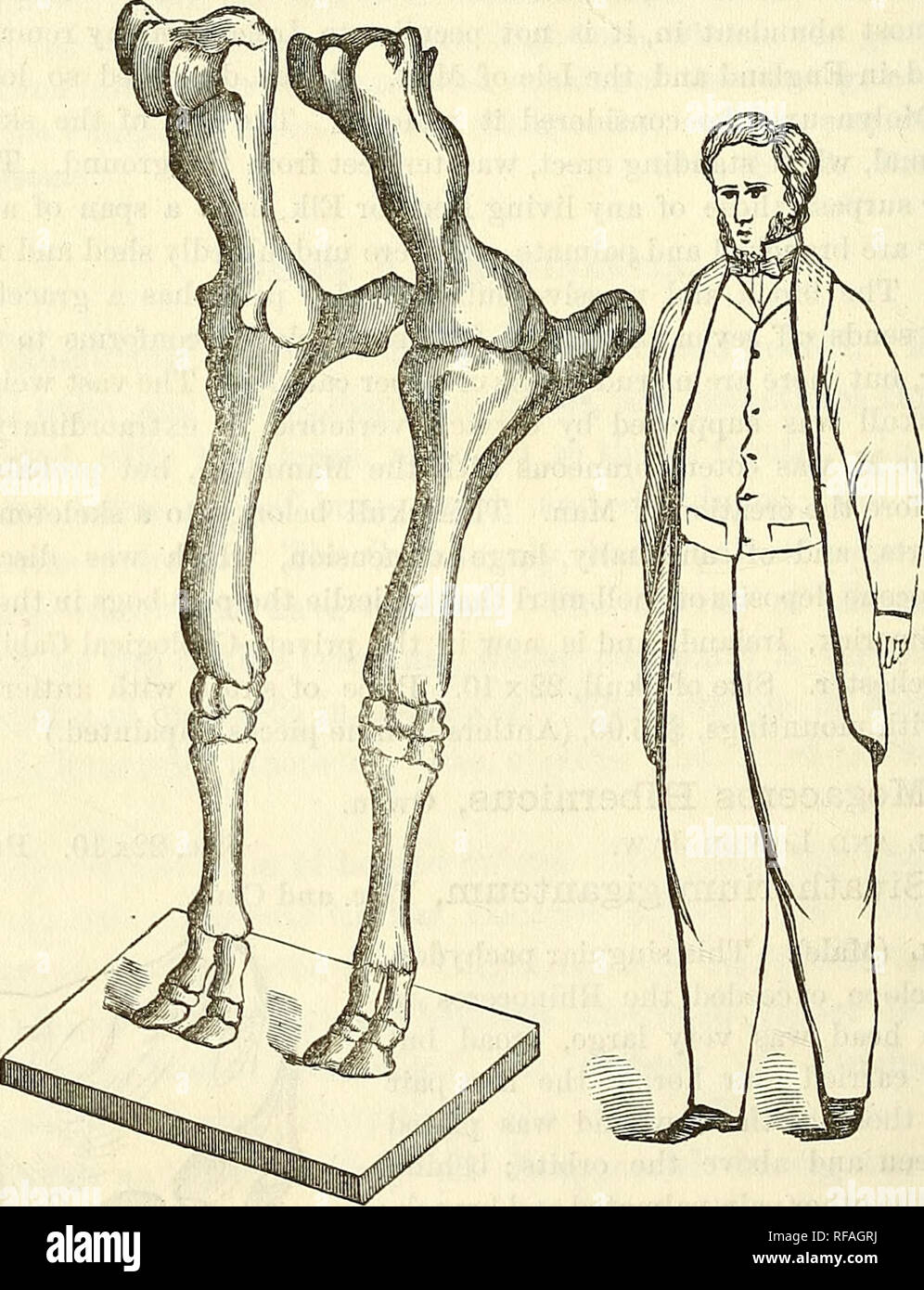 . Catalogo dei calchi di fossili, dai principali musei di Europa e America, con brevi descrizioni e illustrazioni. Fossili. 20 VERTEBKATA, impartisce una peculiare fisionomia. L'animale deve avere avuto un composto dello stomaco, anche se i denti sembrano dotati di lividi e frantumazione di rami e ramoscelli di alberi. Lo smalto è rugosely solcato e la mezzaluna interna presenta la sinuosa intrecciati di flessione. Questo fossile è stato scoperto nella valle di Markanda, tra le colline Sewalik dell India (dovrebbe essere Miocene), ed è ora al British Museum. Dimensioni 21x20. Prezzo, con fissaggi, $15.00. No. Foto Stock