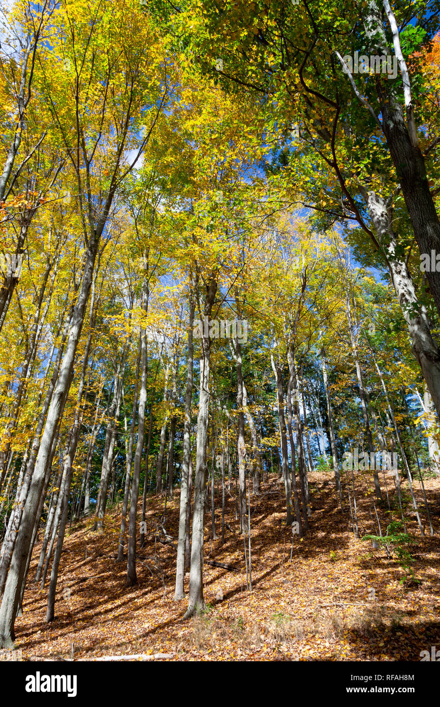 Foglie di autunno modifica su alberi accanto alla casa lungo il tragitto. Minute Man National Historical Park, Massachusetts Foto Stock