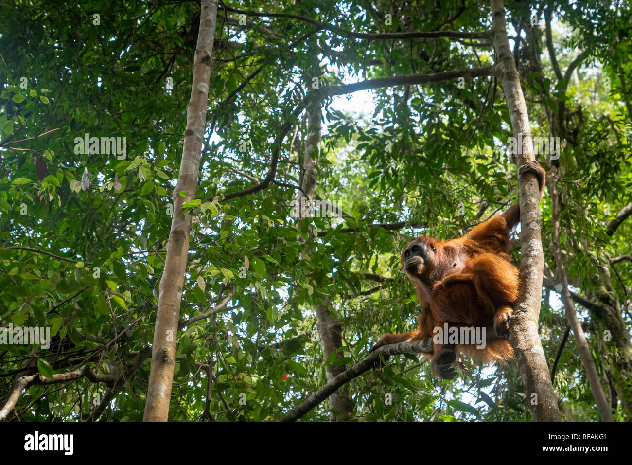Orangutan giungla in verticale. Semi-wild orangutan femmina nella giungla foresta di pioggia del Bukit Lawang, nel nord di Sumatra, Indonesia. Foto Stock