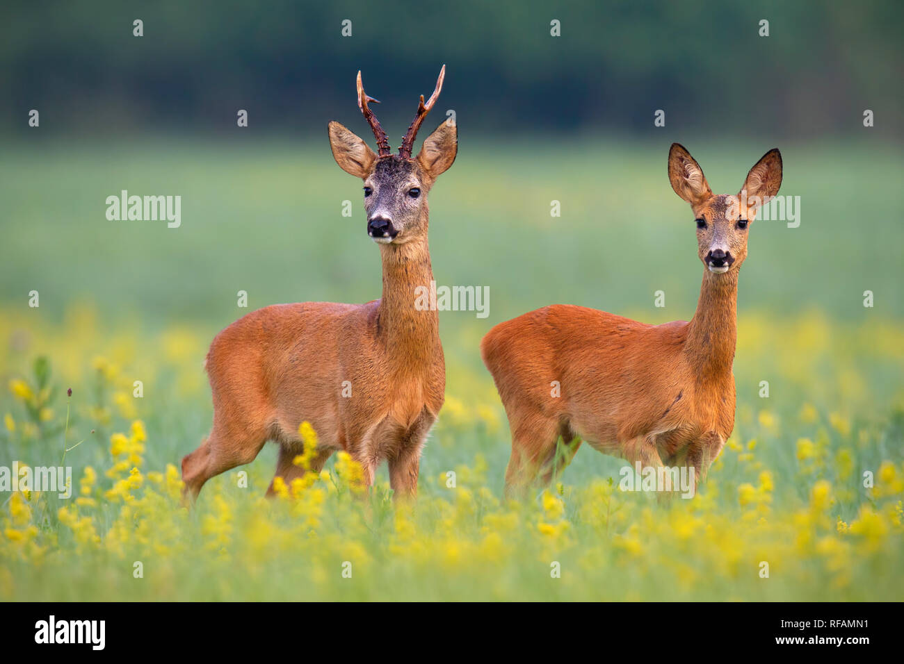 Il capriolo capreolus capreouls, giovane int solchi stagione fissando su un campo giallo con fiori selvaggi. Due animali selvatici in piedi vicino insieme. Amore co Foto Stock
