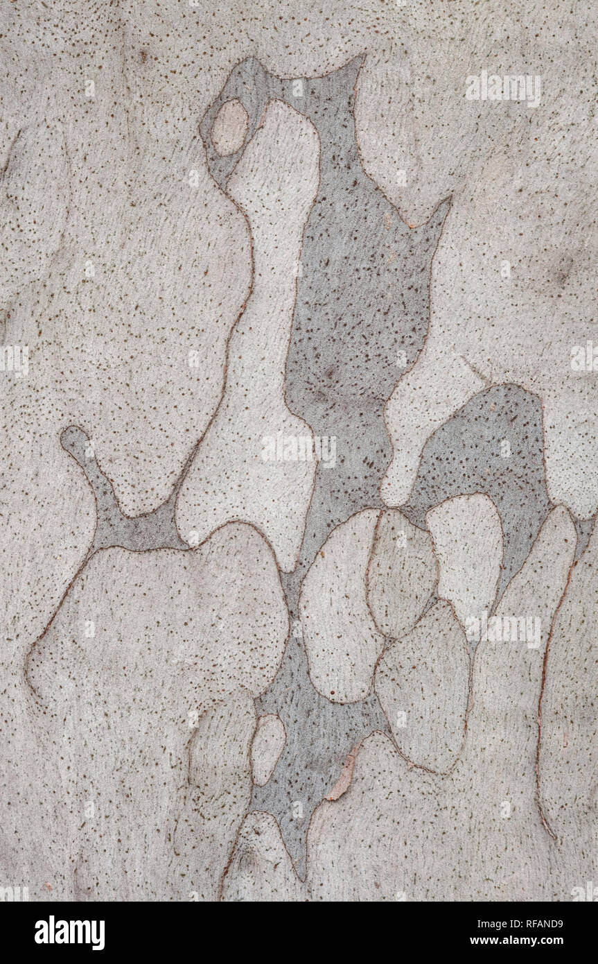 Eucalipto di corteccia di albero, Keaiwa Heiau del Parco Statale di Oahu, Hawaii. Foto Stock