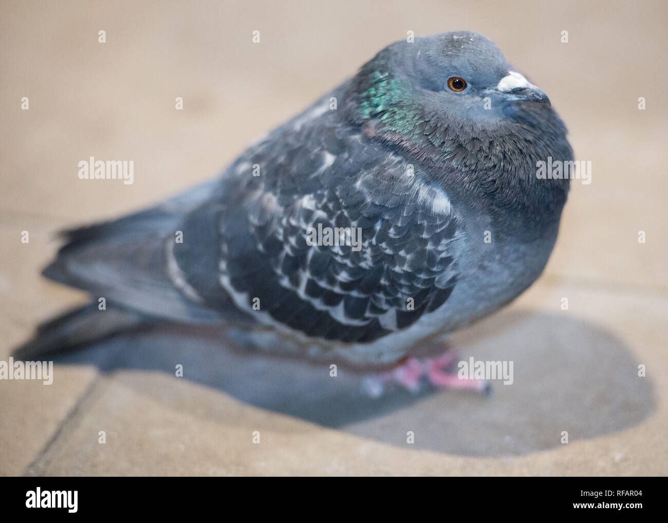 Edinburgh, Regno Unito. Il 23 gennaio 2019. I residenti di Waverley Station - il piccione, visto dalla maggior parte come insetti e parassiti, questi piccioni comuni rendono la nazione la loro casa a causa della relativa temperature più calde all'interno del tettuccio di protezione lontano dall'elemento, e l'abbondanza di cibo lasciato da decine di migliaia di viaggiatori che passano attraverso questo interscambio su una base quotidiana. Credito: Colin Fisher/Alamy Live News Foto Stock