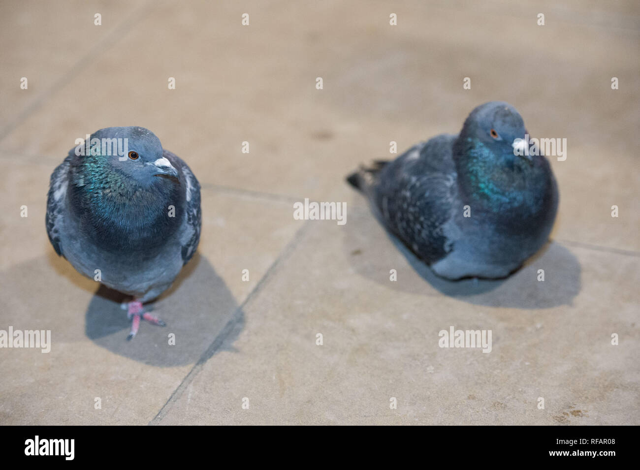 Edinburgh, Regno Unito. Il 23 gennaio 2019. I residenti di Waverley Station - il piccione, visto dalla maggior parte come insetti e parassiti, questi piccioni comuni rendono la nazione la loro casa a causa della relativa temperature più calde all'interno del tettuccio di protezione lontano dall'elemento, e l'abbondanza di cibo lasciato da decine di migliaia di viaggiatori che passano attraverso questo interscambio su una base quotidiana. Credito: Colin Fisher/Alamy Live News Foto Stock