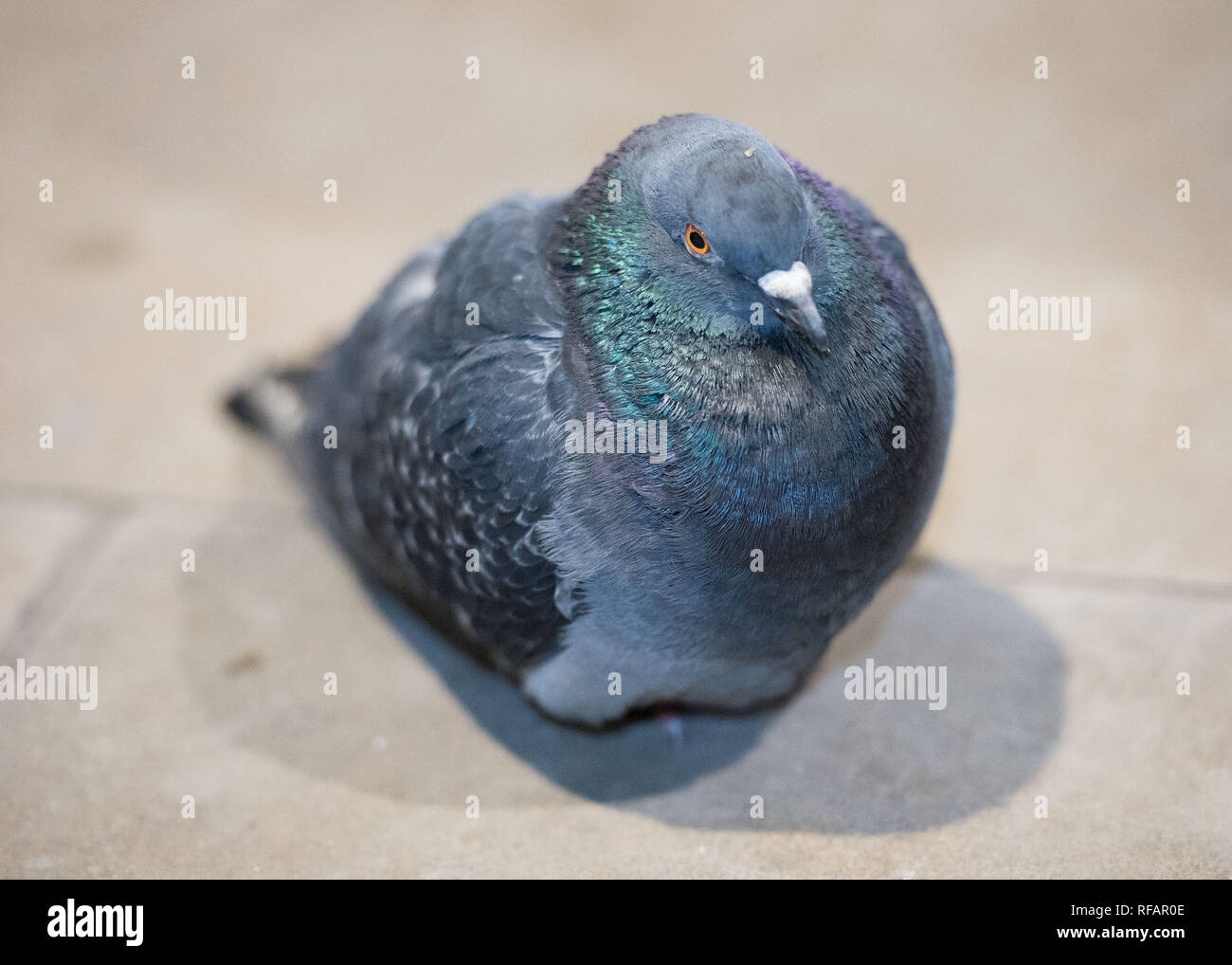 Edinburgh, Regno Unito. Il 23 gennaio 2019. I residenti di Waverley Station - il piccione, visto dalla maggior parte come insetti e parassiti, questi piccioni comuni rendono la nazione la loro casa a causa della relativa temperature più calde all'interno del tettuccio di protezione lontano dall'elemento, e l'abbondanza di cibo lasciato da decine di migliaia di viaggiatori che passano attraverso questo interscambio su una base quotidiana. Credito: Colin Fisher/Alamy Live News Foto Stock