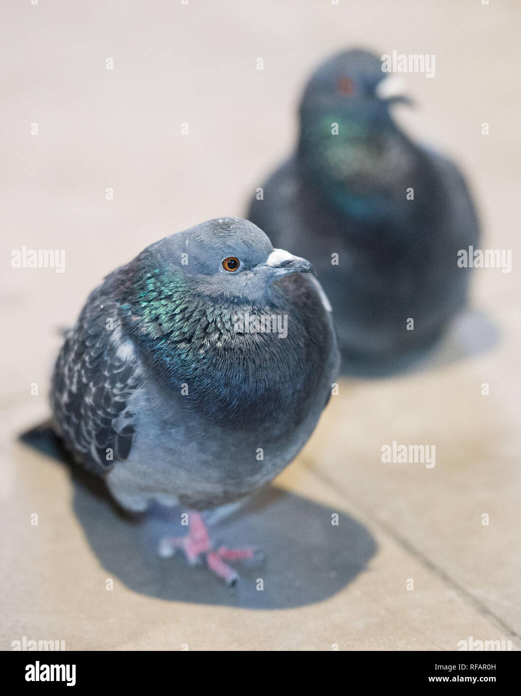 Edinburgh, Regno Unito. Il 23 gennaio 2019. I residenti di Waverley Station - il piccione, visto dalla maggior parte come insetti e parassiti, questi piccioni comuni rendono la nazione la loro casa a causa della relativa temperature più calde all'interno del tettuccio di protezione lontano dall'elemento, e l'abbondanza di cibo lasciato da decine di migliaia di viaggiatori che passano attraverso questo interscambio su una base quotidiana. Credito: Colin Fisher/Alamy Live News Foto Stock