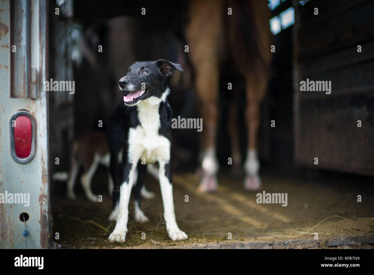 Flint Hills nell est del Kansas, Stati Uniti d'America, sono alcuni dei più intatti tallgrass prairie ecosistemi, mai solcato dai primi coloni, ancora utilizzati per il pascolo Foto Stock