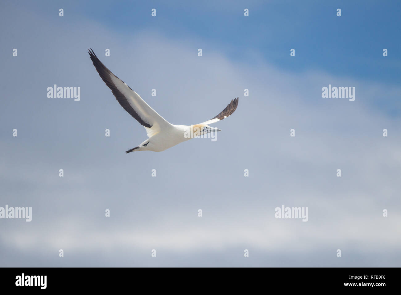 Isola degli uccelli nella Riserva Naturale del Lambert's Bay, Provincia del Capo Occidentale, Sud Africa, è un importante sito di nidificazione per gli uccelli marini, soprattutto Cape sule Foto Stock