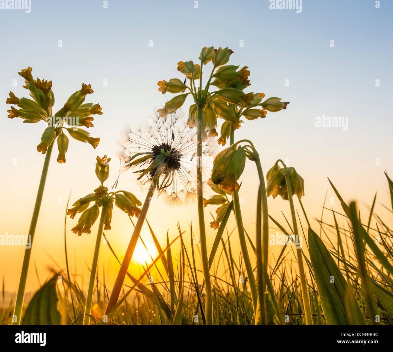 Primula Veris (Cowslip) e tarassaco sementi di clock nel prato di fiori selvaggi di sunrise. Regno Unito Foto Stock