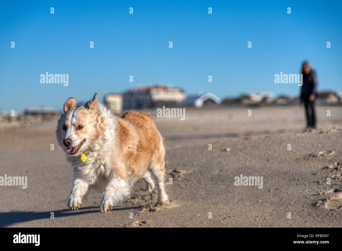 Blonde Border Collie mix in esecuzione su di una spiaggia di sabbia con un luminoso cielo blu e un essere umano al di fuori della messa a fuoco in background Foto Stock