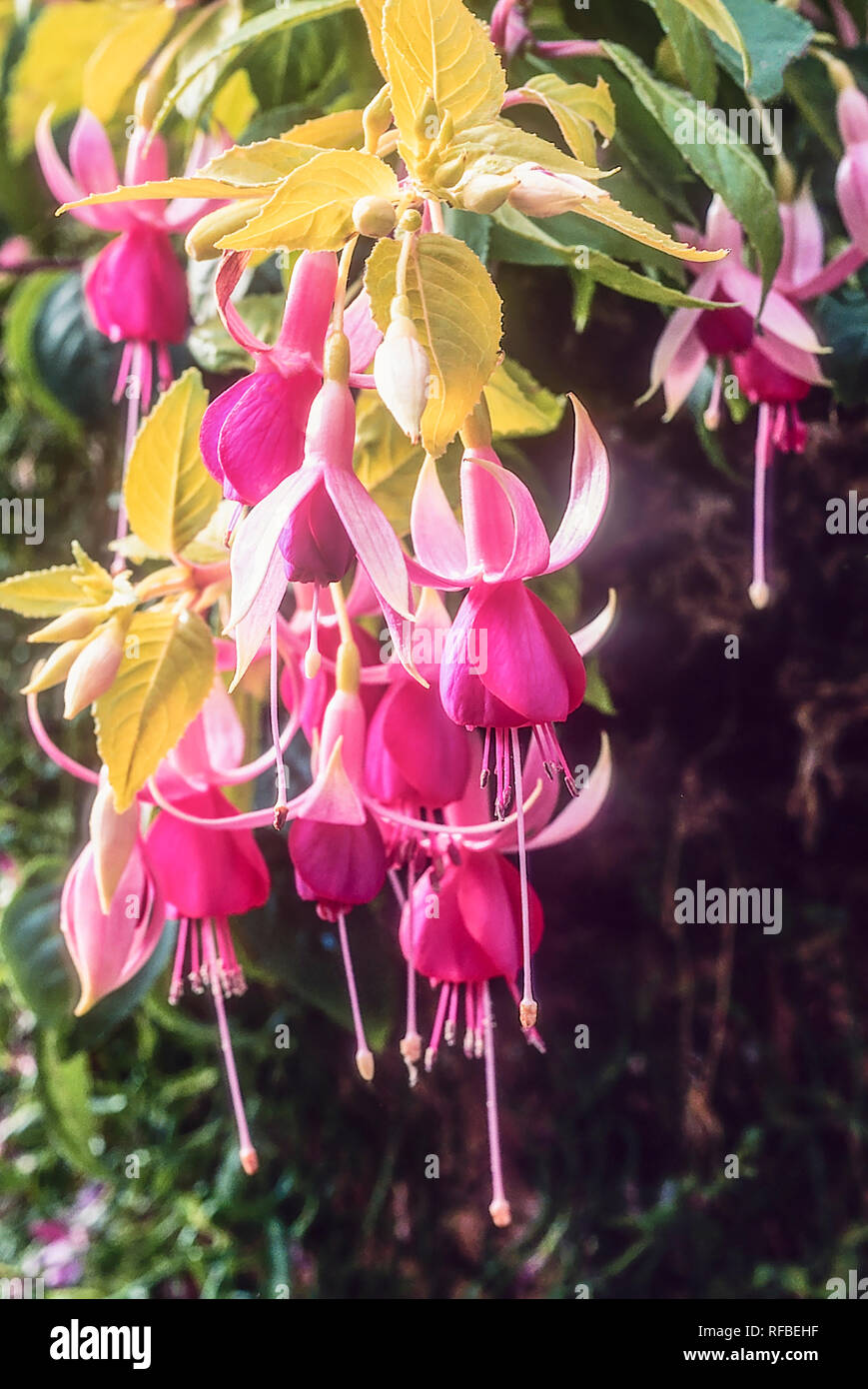 Fuchsia Waveney sorpresa con fiori oltre il bordo del cestello appesi fiori di colore rosa set contro il giallo-verde fogliame ideale per contenitori e frontiere Foto Stock