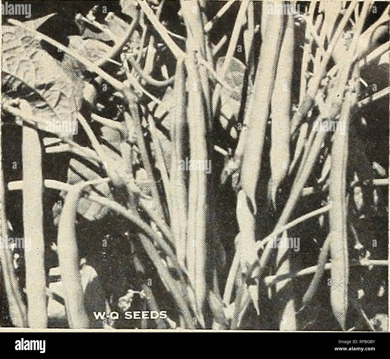 . [Catalogo] : la primavera 1961. Vivai (orticoltura) North Carolina Raleigh cataloghi; vivaio North Carolina Raleigh cataloghi; semi North Carolina Raleigh cataloghi; lampadine (piante) North Carolina Raleigh cataloghi; Verdure North Carolina Raleigh cataloghi; GIARDINAGGIO Nort. 107 Fagioli, Kentucky meraviglia POLE snap bean 51 Kentucky meraviglia Pole Wax La cera migliore pole bean. 65 giorni. Pkt. 25c; 14 lb. 50c; lb. 85c; 2 lbs. $1.50; da 3 a 9 lb @ 65c lb.; 10 a 24 libbre @ 57c lb., postpagato. 104 Metà bianca Runner ovunque questo fagiolo è provato diventa immediatamente popolare a causa del distintivamente buona Foto Stock