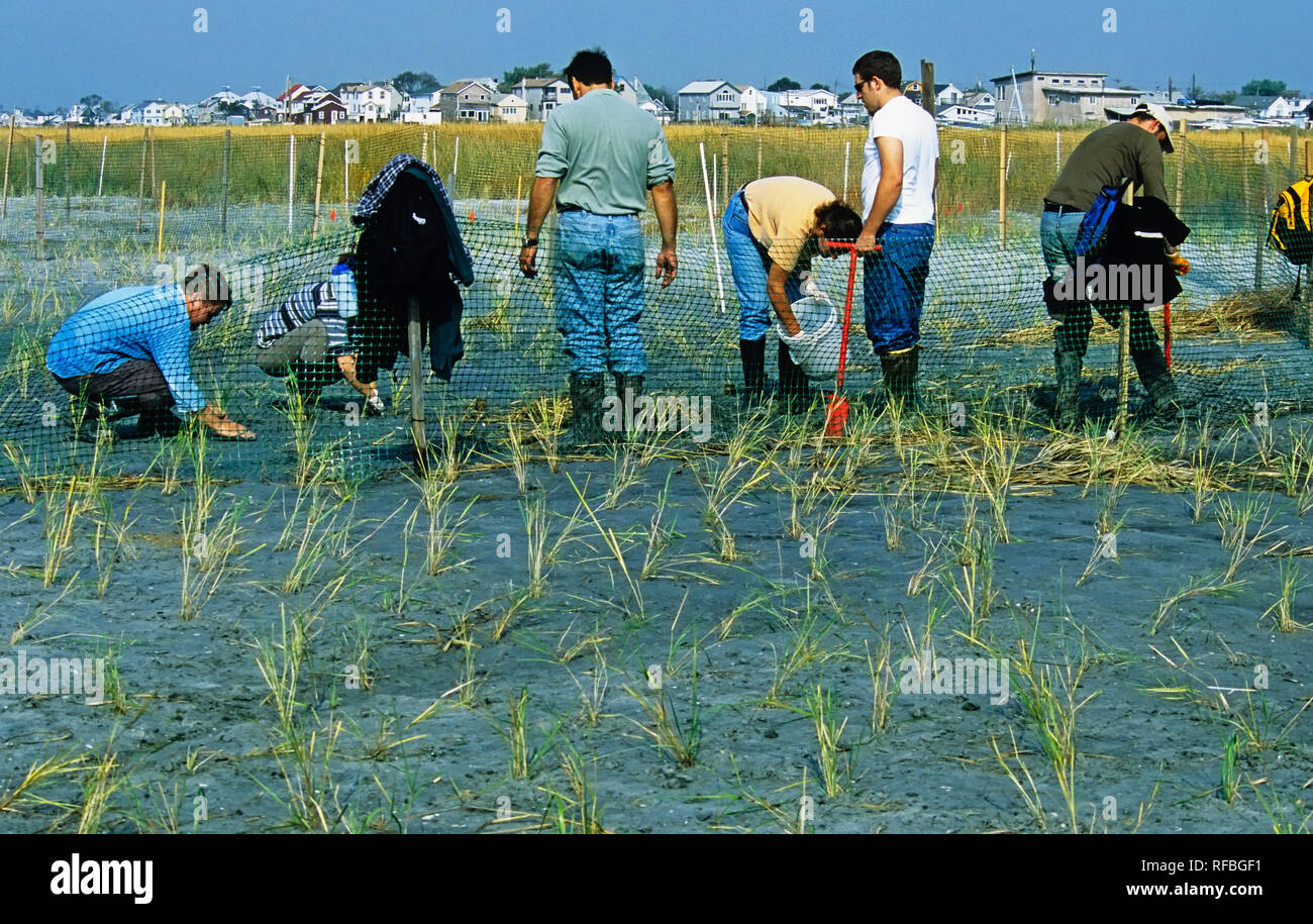 Volontari piantando erbe spartina a Salt Marsh restauro evento in Jamaica Bay Wildlife Refuge Foto Stock