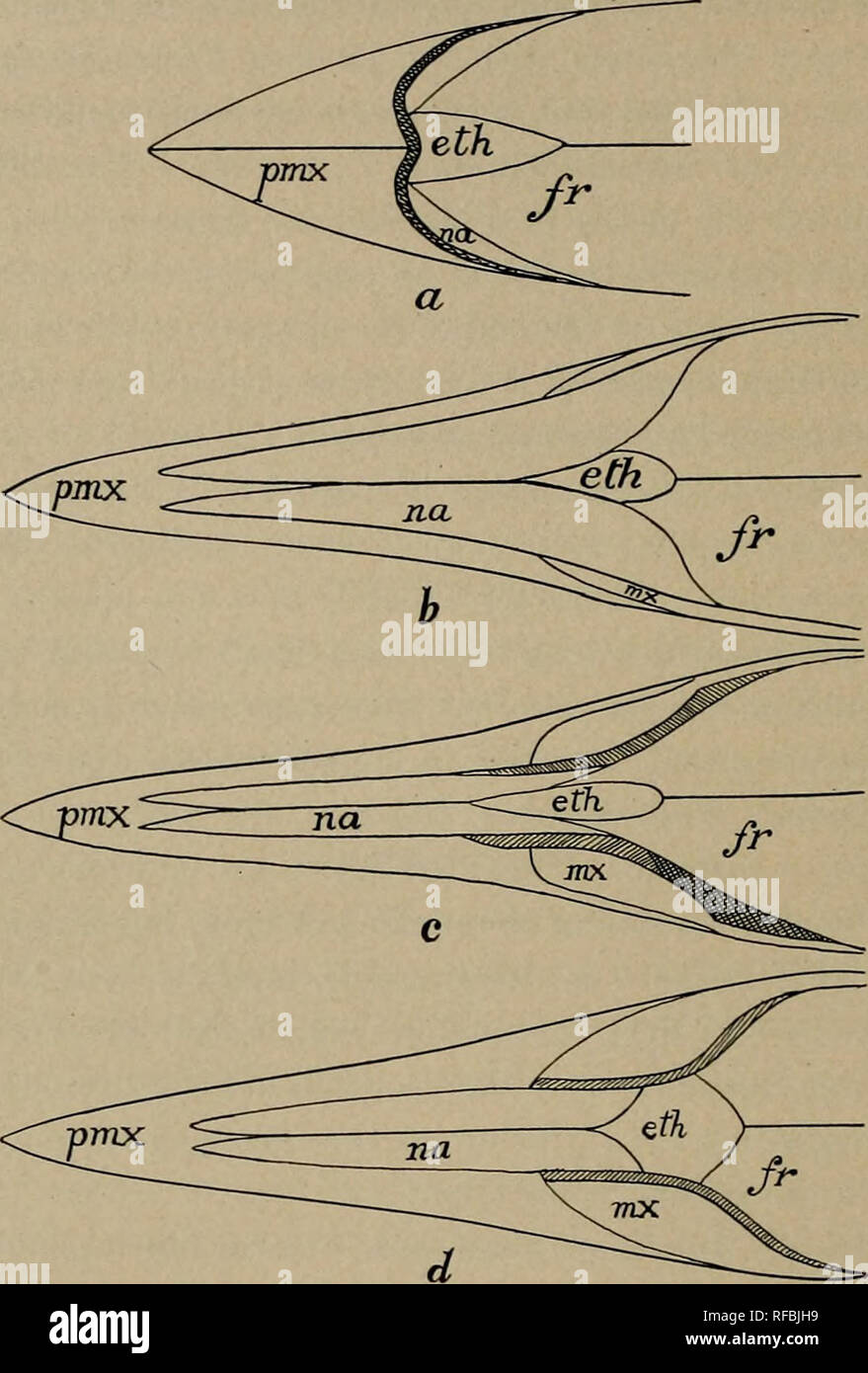 . Catalogo di pesci fossili nella Carnegie Museum. Pesci fossili. 322 memorie del Carnegie Museum. Gymnarchus, attraverso Mormyrus, fino alla estremamente organo specializzato di Gnatho- nemus. Fasi progressive di allungamento del rostro in scombroid pesci sono state evidenziate da Regan. I cambiamenti strutturali che hanno frequentato la formazione di un becco sono illustrate negli schemi seguenti:. Fig. 1. Diagramma che mostra la struttura del rostro in Acanthocybium (a), Histiophorus (b), Xiphias (c), e Xiphiorhynchus (d). pmx, praemaxillary; mx, mascellare; na, nasale; eth, sinusite etmoide; fr, fr Foto Stock