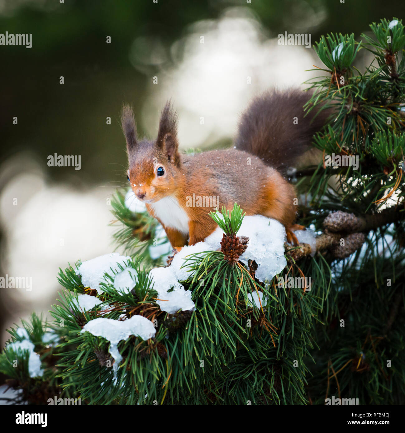 Il freddo inverno condizioni di neve su alberi & scoiattolo rosso con spessi cappotto invernale, coda folta e ciuffi auricolari guardando verso la telecamera Foto Stock