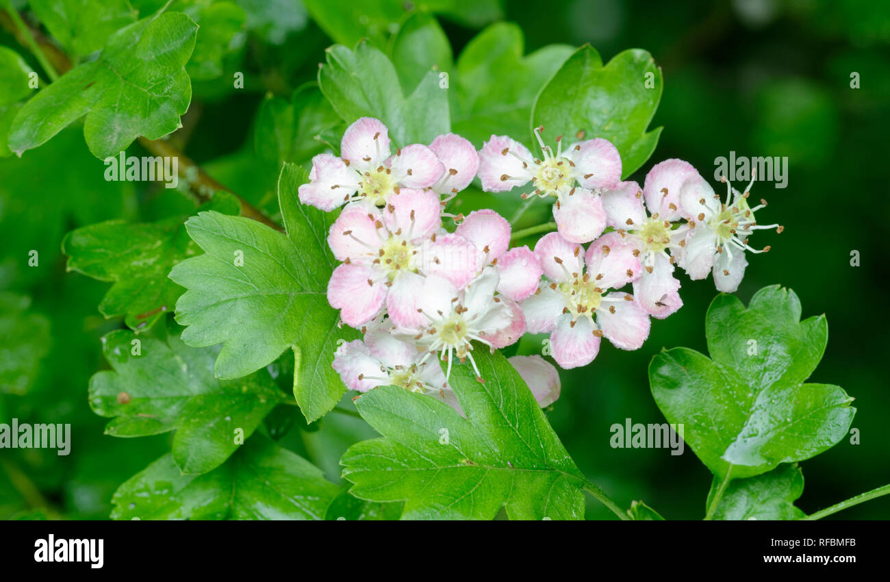 Rosa o Fiore di Biancospino - Crataegus monogyna Foto Stock