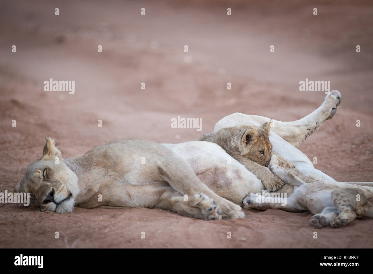 Ongava Game Reserve sul confine sud del Parco Nazionale di Etosha, Regione di Kunene, Namibia, è una destinazione popolare per la fauna selvatica la visualizzazione su safari. Foto Stock