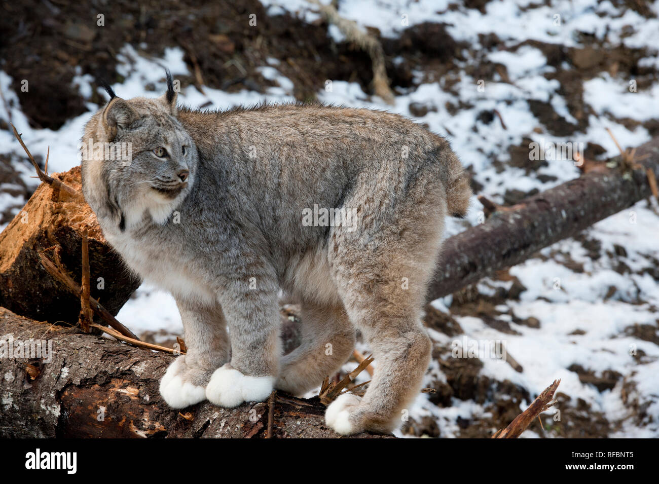 Captive Canada (Lynx Lynx canadensis) in piedi su un registro vicino Haines Alaska Foto Stock