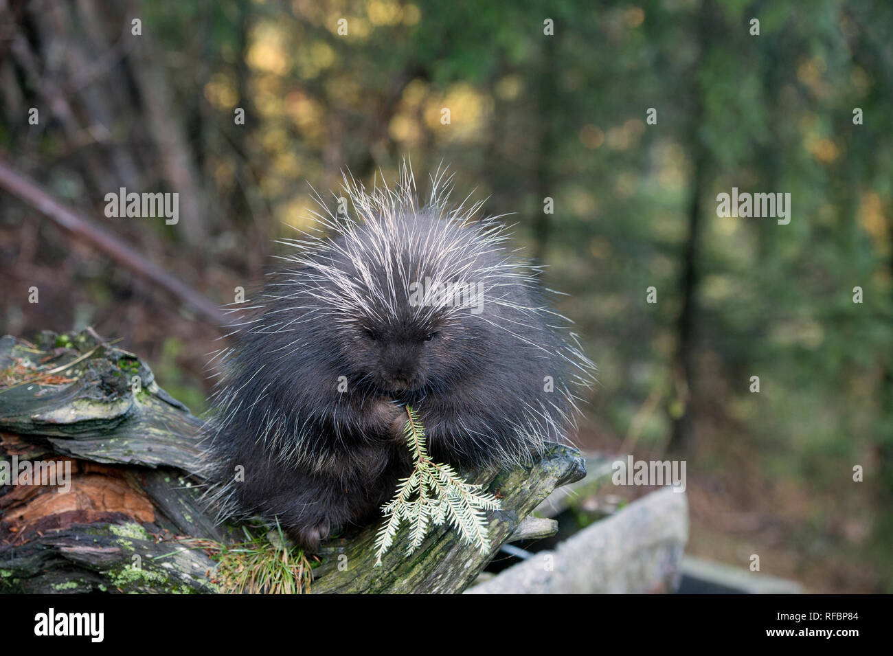 Captive porcupine mangiando un ramo di abete vicino Haines Alaska Foto Stock