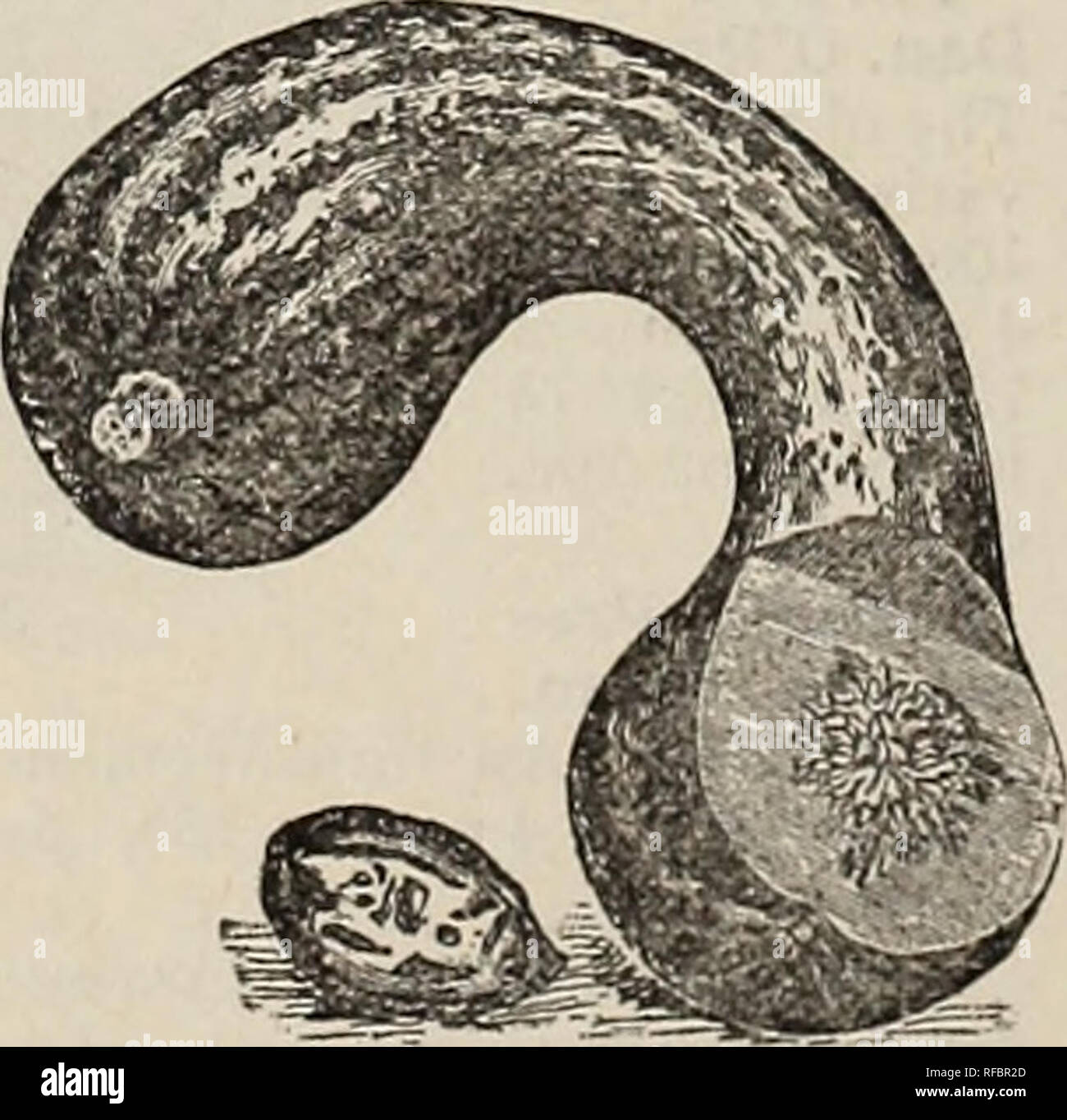 . 1899 listino prezzi e catalogo dei semi, alberi e piante di ogni descrizione : concimi, tuberi seme di patate, a base di carni di pollame e attrezzi da giardino. Vivaio Tennessee Memphis cataloghi; piante ornamentali; Cataloghi Cataloghi frutto; semi di ortaggi cataloghi; semi di graminacee cataloghi; attrezzi agricoli cataloghi. Giardino piselli, ha continuato. Varietà tardive. Il duca di Albany. (Rugoso.) i vitigni circa 3£ piedi ansa, di robusta crescita, ben caricato con grande spessore dritto pods riempito con grandi verde scuro i piselli di dolce sapore eccellente; quasi tutto il raccolto è pronto per il mercato in una volta, facendo un mo Foto Stock