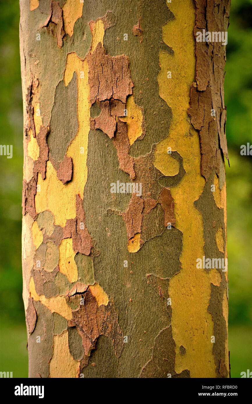 Primo piano della coloratissima textured corteccia di Eucalipto globulus tree Foto Stock