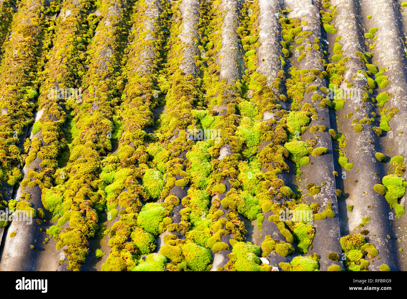 Verde muschio cresce su tetti in ardesia, costruzione di un vecchio fienile, dettagli Foto Stock
