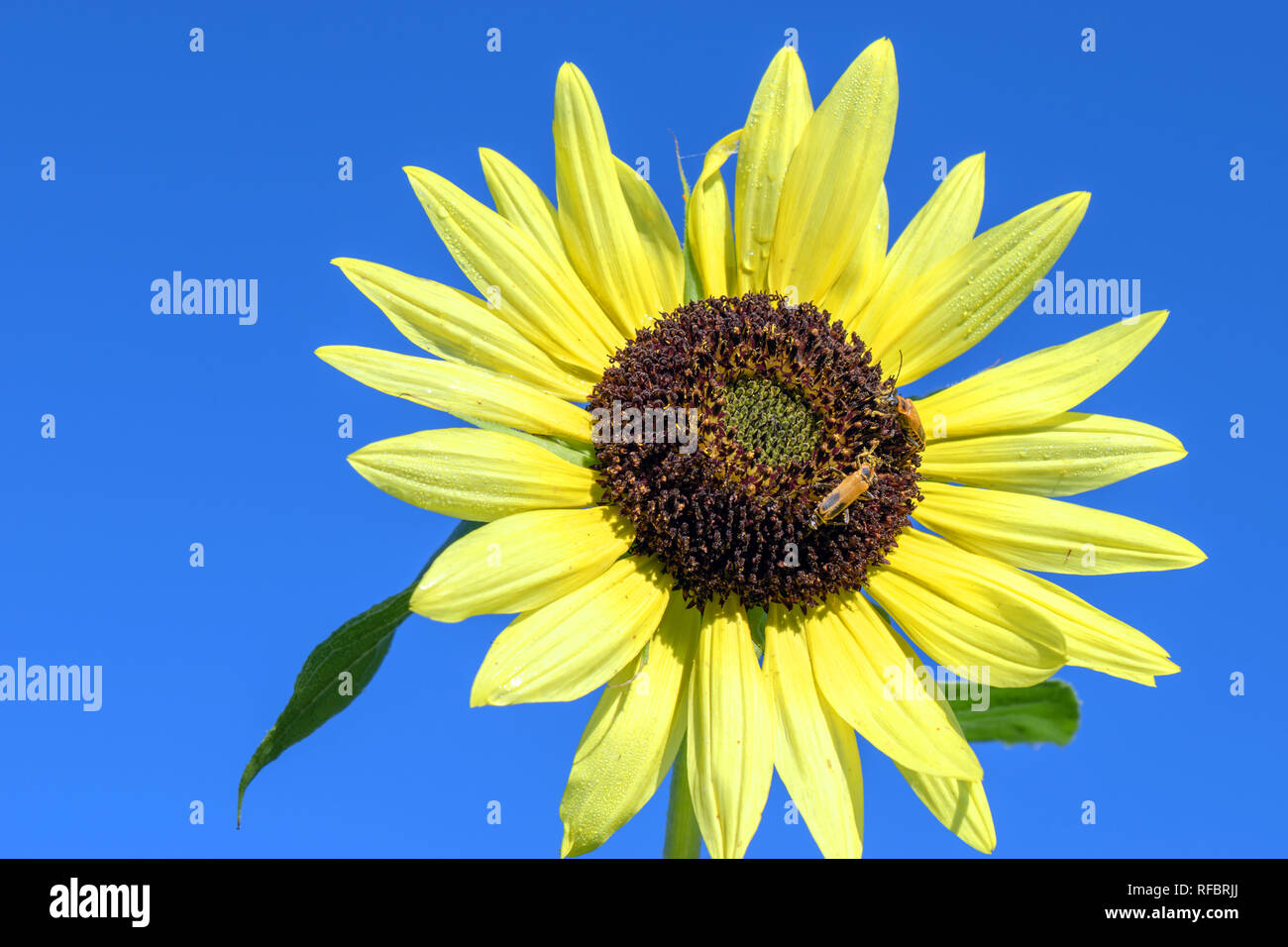 Un inesct, un girasole e un luminoso cielo blu presenta una meraviglia di colore in natura. Foto Stock