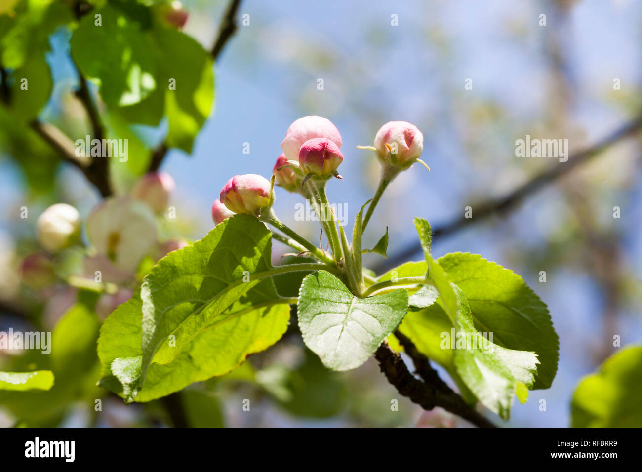 Chiuse le gemme degli alberi da Apple prima della fioritura nel giardino di frutta in primavera, frutta business. Foto Stock