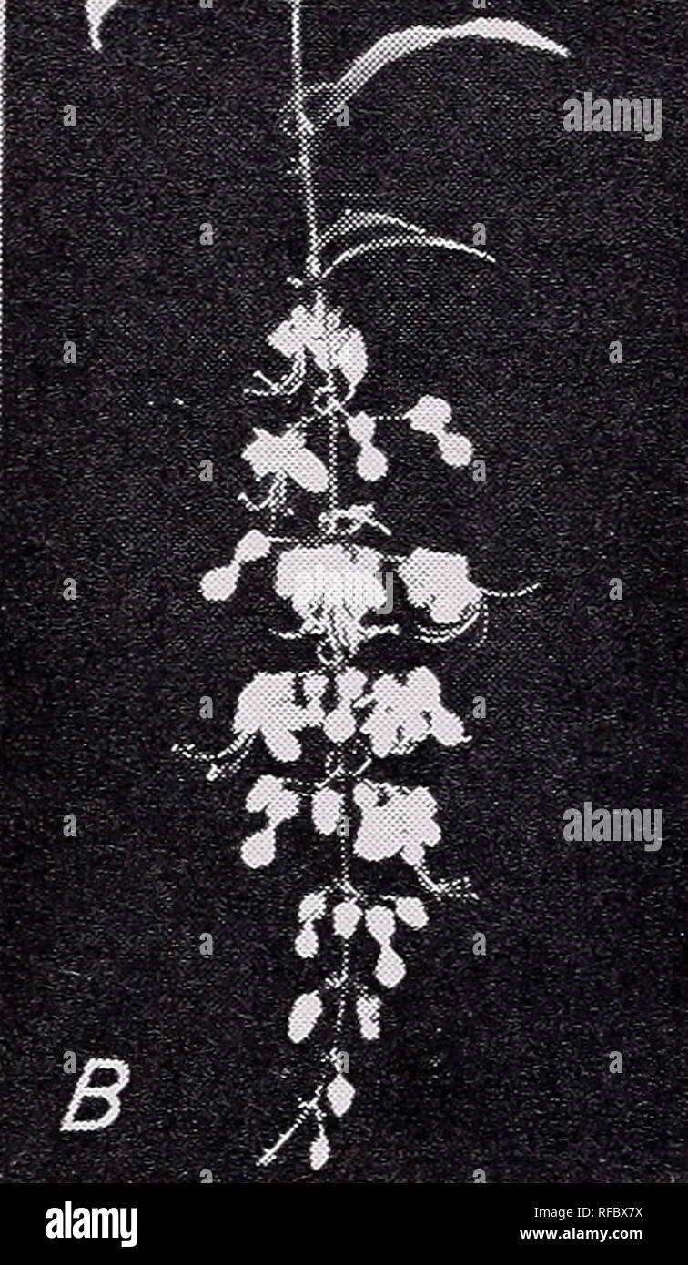 . Alcuni arbusti ornamentali per i Tropichi. Arbusti tropicali. 50 34 circolare, federale Esperimento Stazione lungo l'espansione in 5 lobi dello stesso colore con uno spread di 1,5 pollici. I fiori sono efficaci nel bud e appendere su per un bel po' di tempo; quasi un centinaio di può coprire la punta di ciascun ramo. I frutti sono anche appariscente, costituito da un persistente di colore rosso scuro o viola berry. Le foglie sono di solito in vortici di tre o quattro di raggiungere una lunghezza di 8 pollici. Le punte sono sottili e tirato fuori. La superficie superiore è di colore verde scuro ad eccezione di un giallo-verde controfiletto. La propagazione è per seme.. Si prega di notare che il Foto Stock
