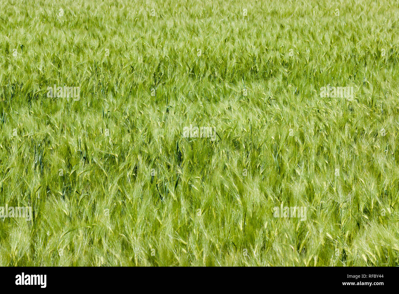Segale campo verde sul territorio agricolo sulla strada Foto Stock