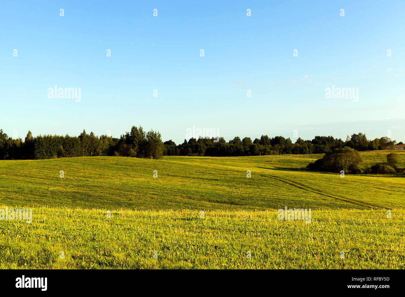 Agricola collinare a cinghia con vegetazione verde e alberi all'orizzonte, estate Foto Stock