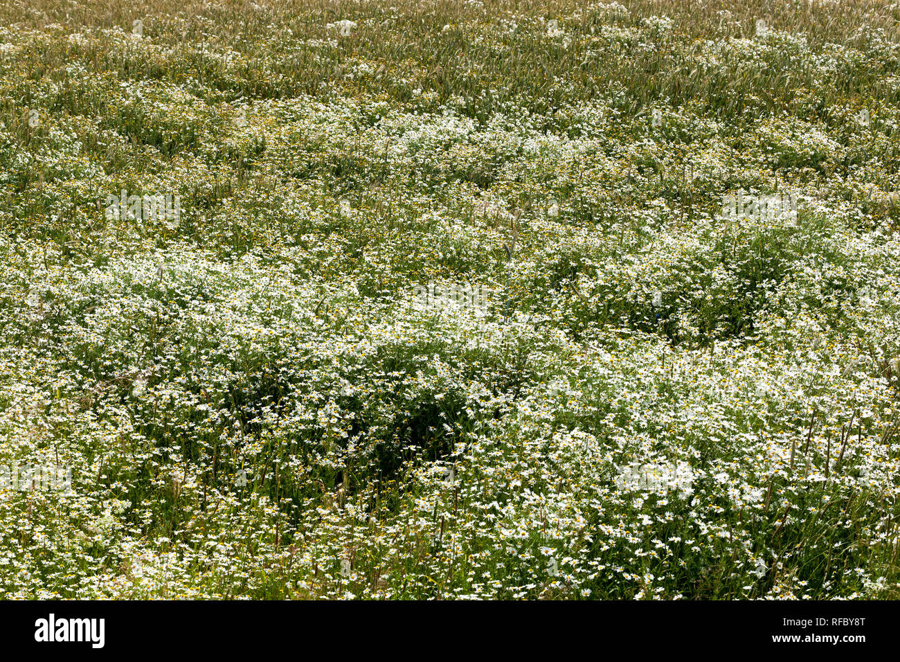 White camomilla in grandi numeri sul campo, utilizzati nell'industria medica come una matrice per la fabbricazione dei medicinali Foto Stock