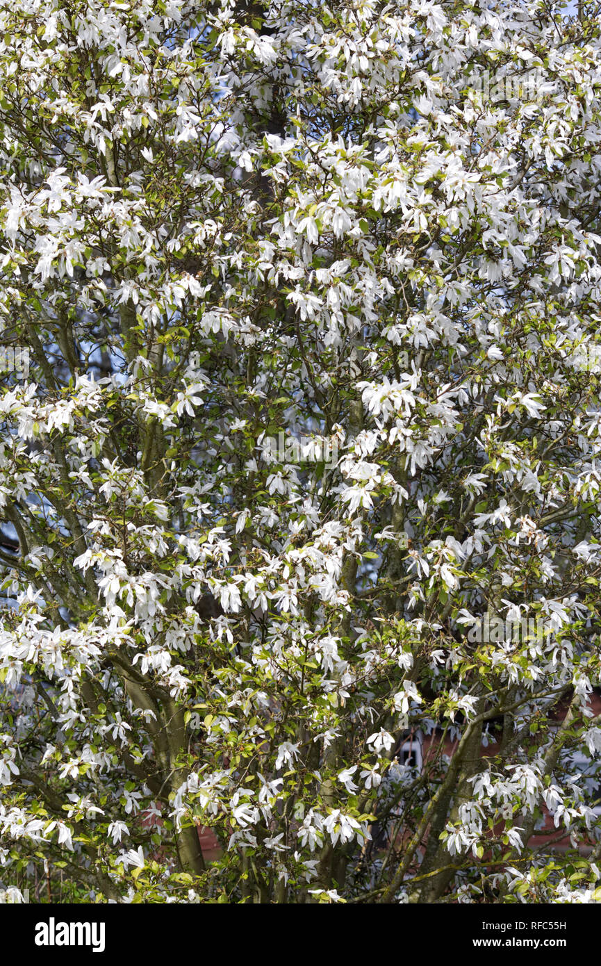 Magnolia salicifolia 'Wada memoria dell' in fiore. Foto Stock