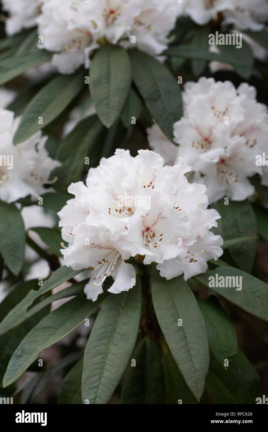 Rhododendron 'Rosa mundi' Fiori. Foto Stock