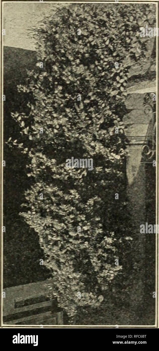 . Catalogo di piccoli frutti hardy perenni, cespugli di rose, vigne, dalie, hedge piante, alberi sempreverdi, giardino radici, etc. con illustrazioni e commenti. Bacche cataloghi; fiori cataloghi; piante cataloghi; orticoltura cataloghi; piante perenni Cataloghi Cataloghi di frutta; arbusti cataloghi; cataloghi commerciali New Jersey Little Silver. HEDERA HIBERNICA (elica). In inglese o in irlandese Ivy. Questo ben noto preferito è utile per il rivestimento di pareti e nella roccia di giardinaggio. A causa della sua bella, mai- verde fogliame lucido è molto utilizzato per la copertura delle tombe, particolarmente in situazioni di ombreggiato, dove sarà erba n Foto Stock