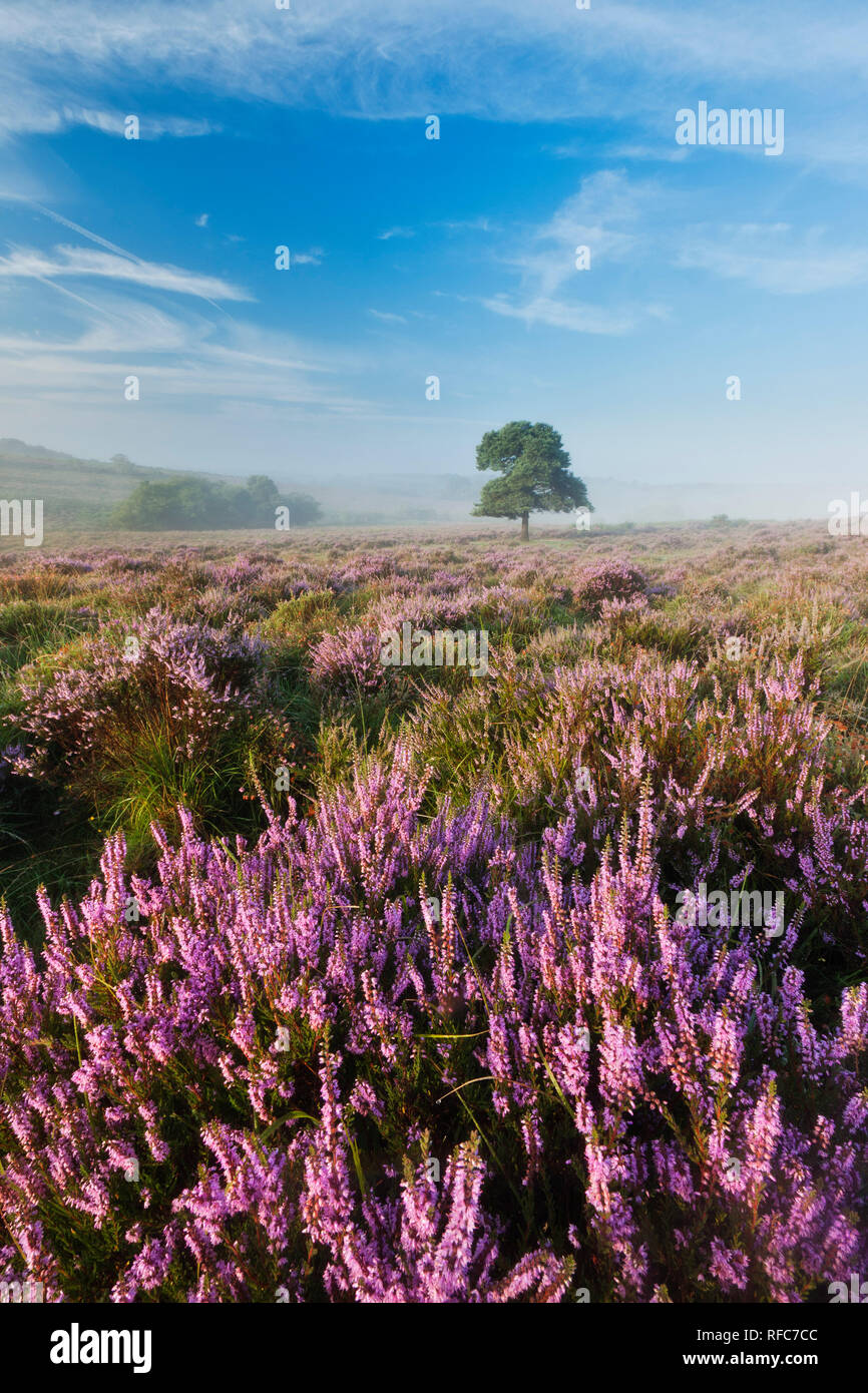 Vista sulla Nuova Foresta Pianura brughiera a Mogshade Hill all'alba, New Forest National Park, Hampshire, Inghilterra, Regno Unito Foto Stock