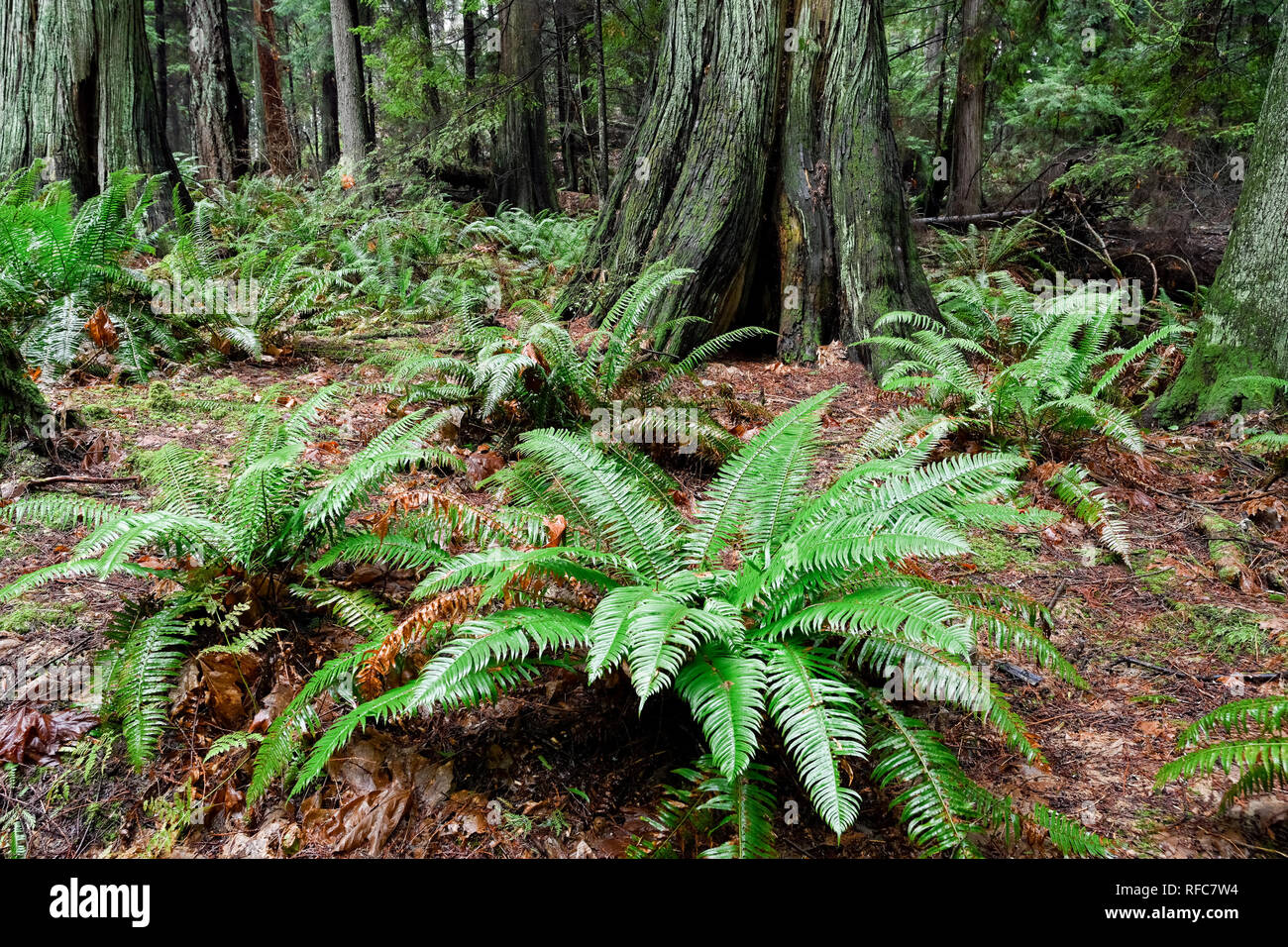 Western spada fern, foresta, Lighthouse Park, West Vancouver, British Columbia, Canada Foto Stock