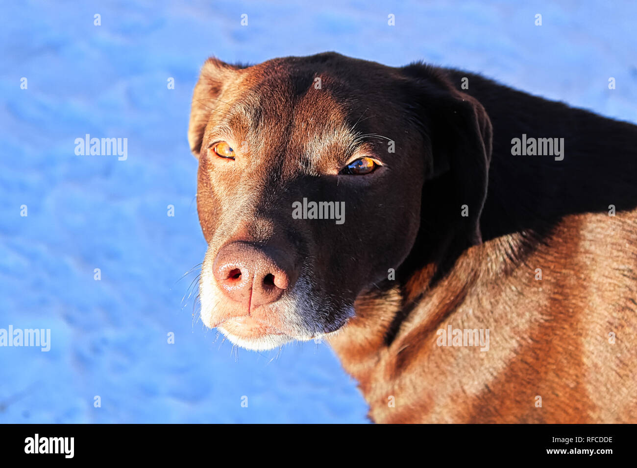 Un cane bruno fissando la telecamera contro uno sfondo blu. Foto Stock