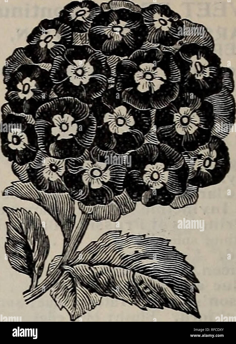 . Affidabile : semi di piante, lampadine, fertilizzanti, attrezzi, ecc. Vivaio di Boston Massachusetts cataloghi; fiori Semi cataloghi; piante ornamentali; cataloghi Agriculural implementa cataloghi. TAGETES SEGNO PUMILA ATA. No. Pkt. 7925 TAGETES SIGNATA PUMILA. Letto ammirevole- ding impianti con grazioso Fern-come fogliame; coperte fino a cadere con la graziosa, fiori di colore giallo. Un piede ... .05 7930 Nana. Una metà piede 05 7935 - anello d'oro. Fiori giallo puro. Una molto bella di costante fioritura di lettiera o annuale di frontiera . .05 Vedi anche Calendula. THUNBERGIA. Molto twiners ornamentali; free-bloom- ing e di ammirevole ap Foto Stock